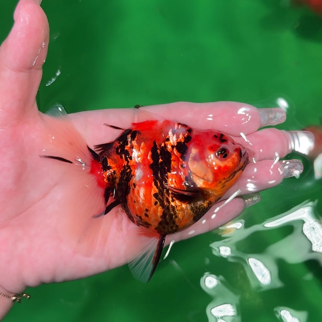 金鱼亚成百褶短尾将军狮子