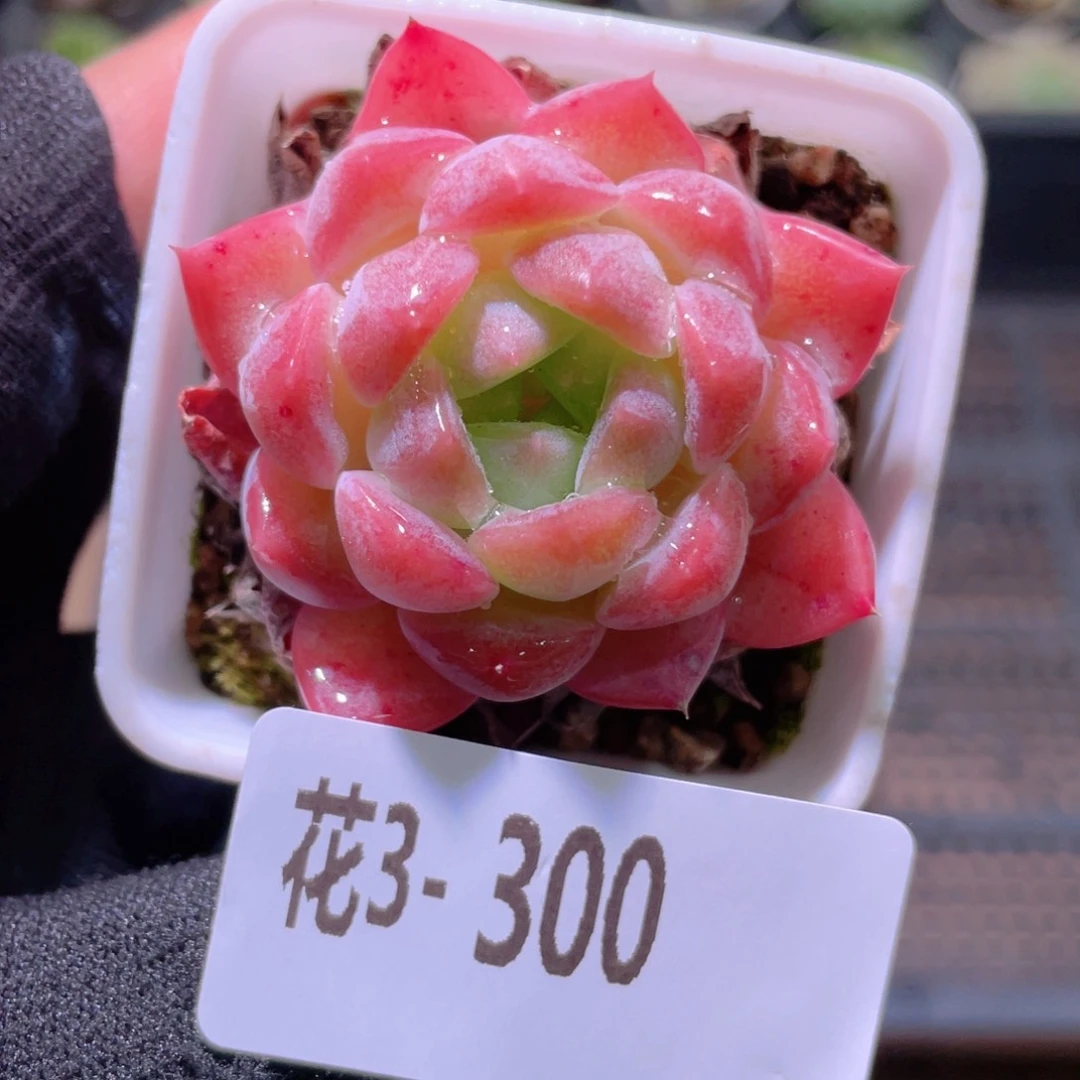 L***୭花利美3-300春园单头