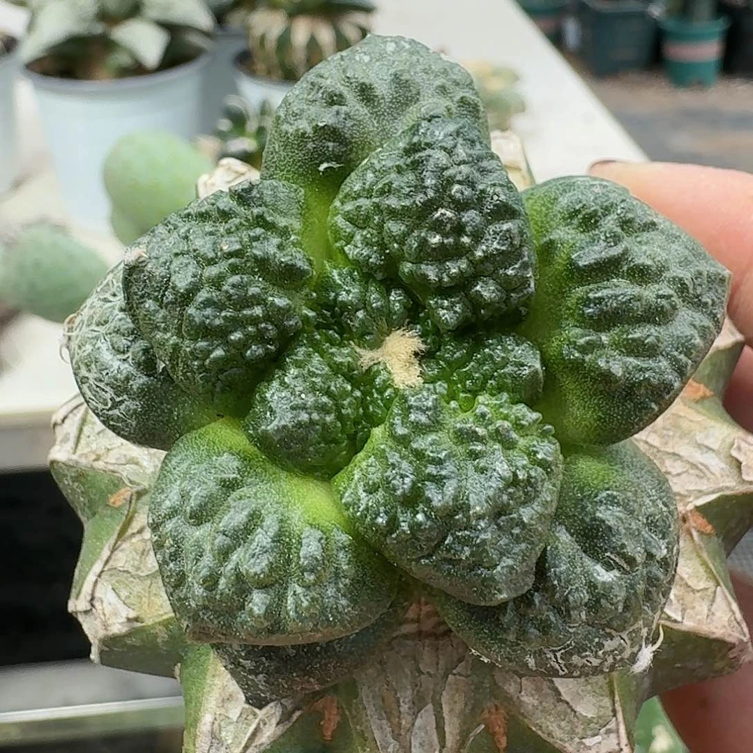 【闪购商品】无花朵荔枝尤哥斯拉431