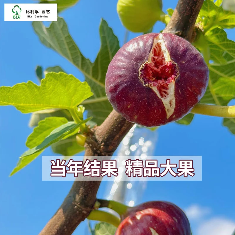 比利孚无花果树苗家庭盆栽水果树苗庭院地栽可食用阳台室内种植