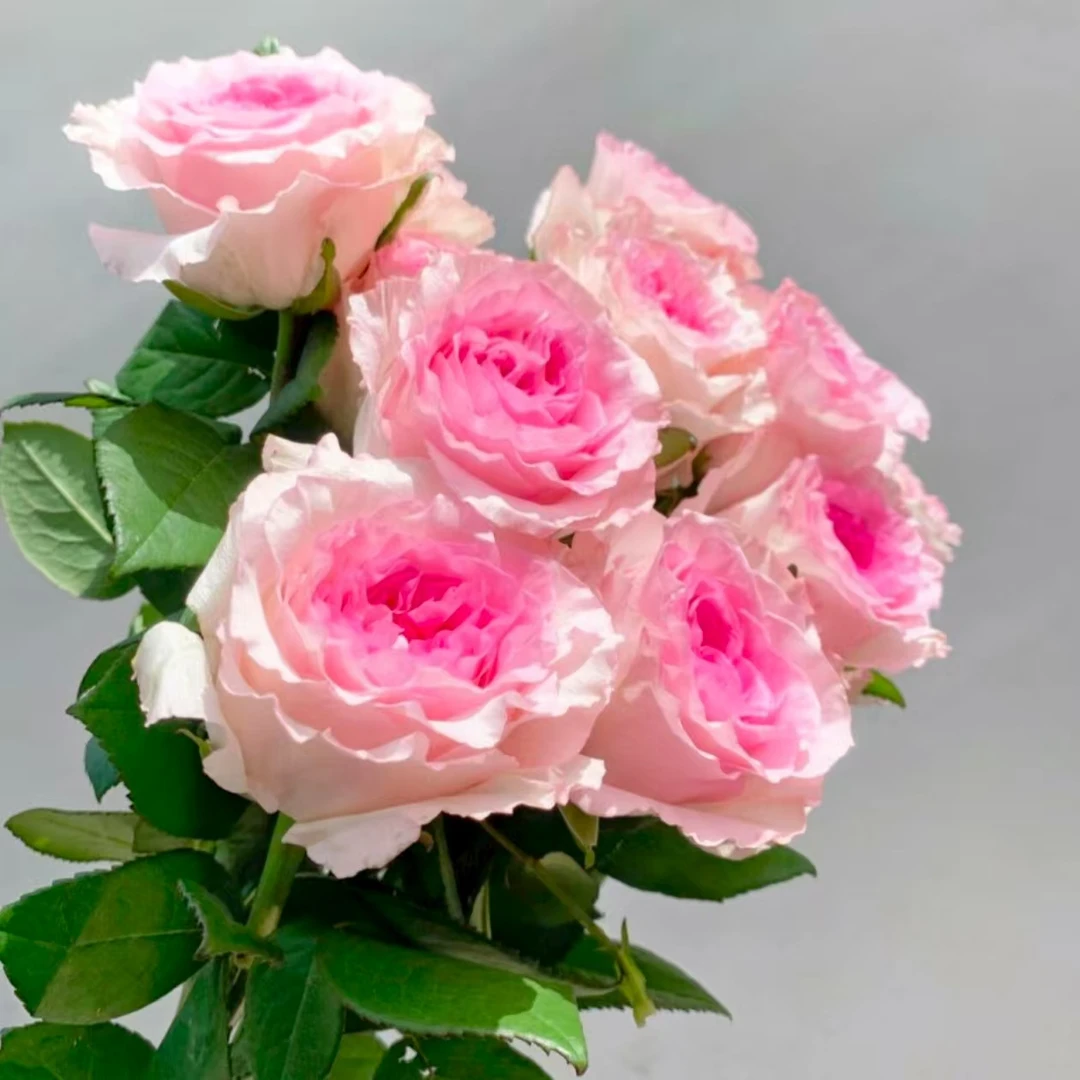 【兰子专属洛神玫瑰10枝】云南直发基地鲜花-到货先醒花