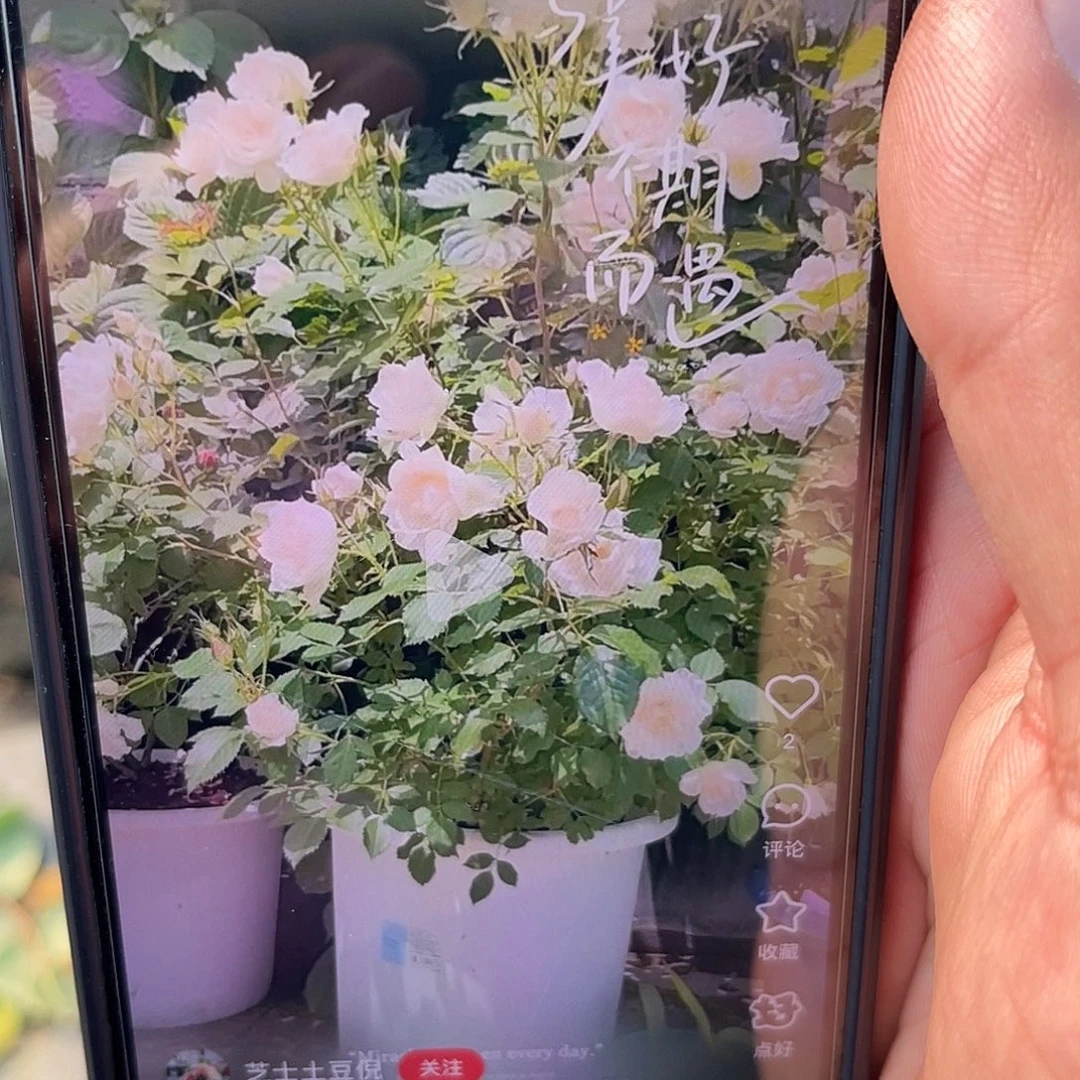 无花朵——-冰冠公主 福利款