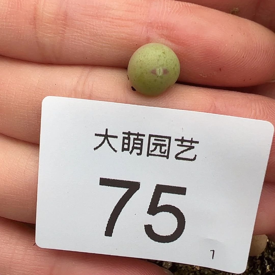 000075量拍正版白花大枪1颗尺寸不大