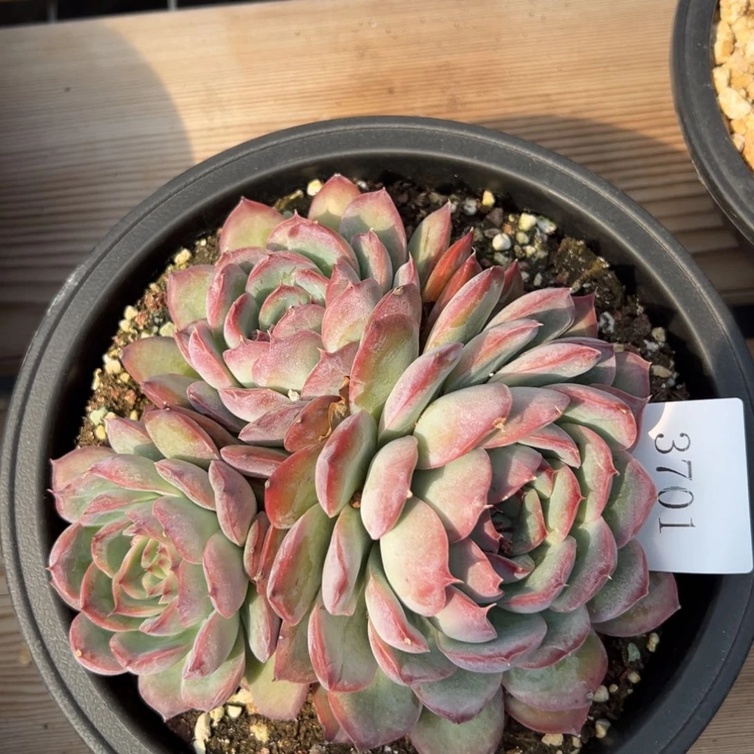 春***香3701多肉多多多多