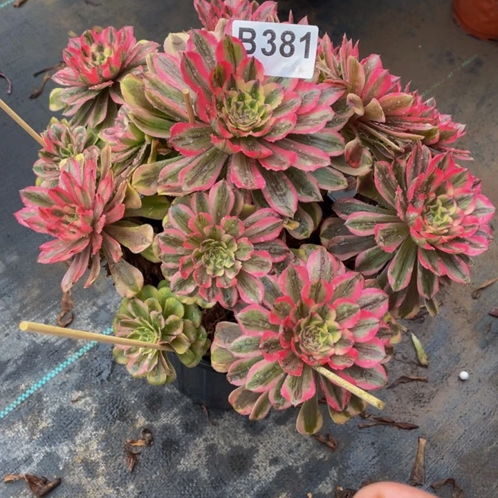 多肉法师381号夕颜不包损