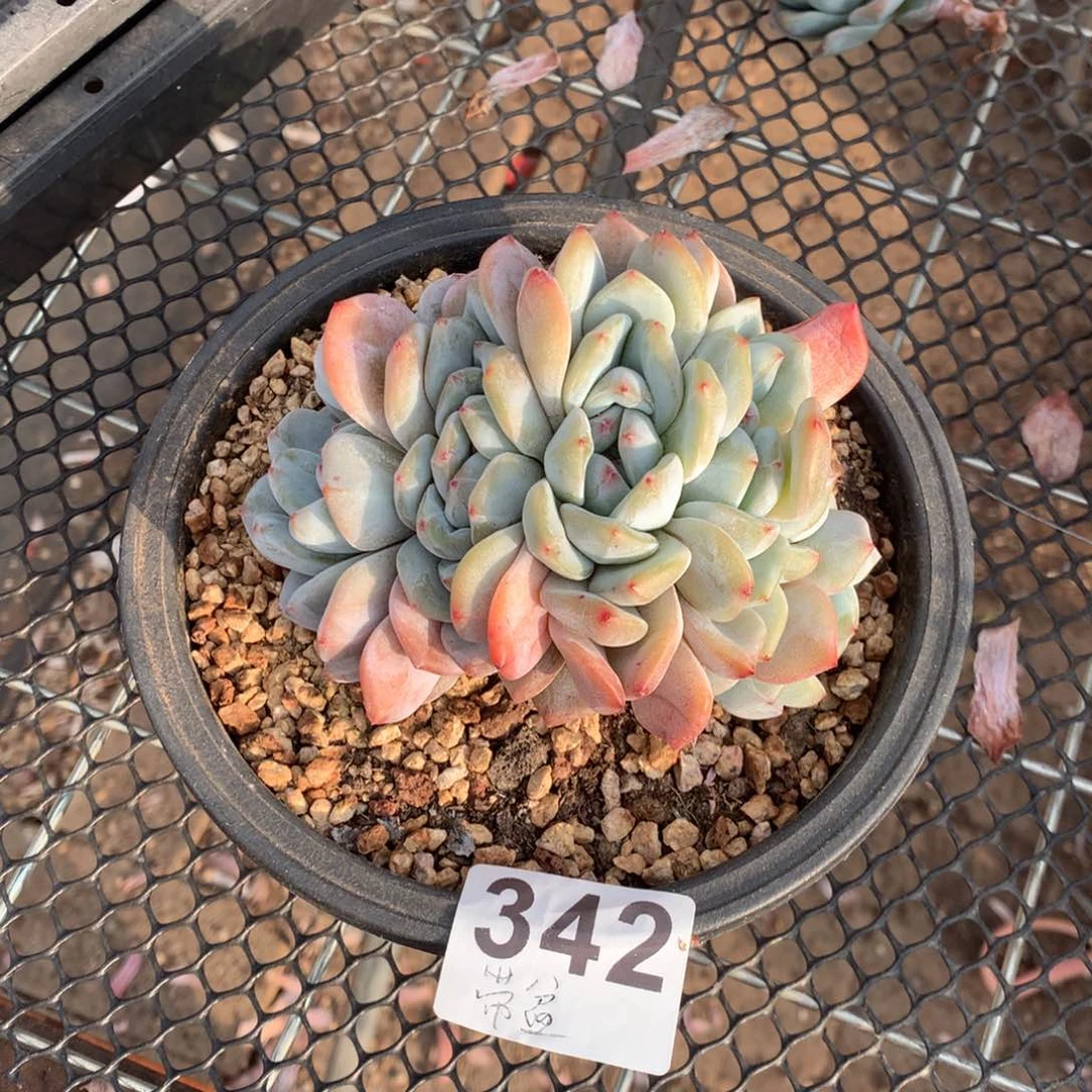普**友342星影多肉植物