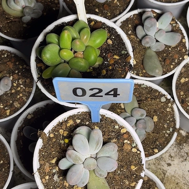 星***空多肉植物芒果米可613