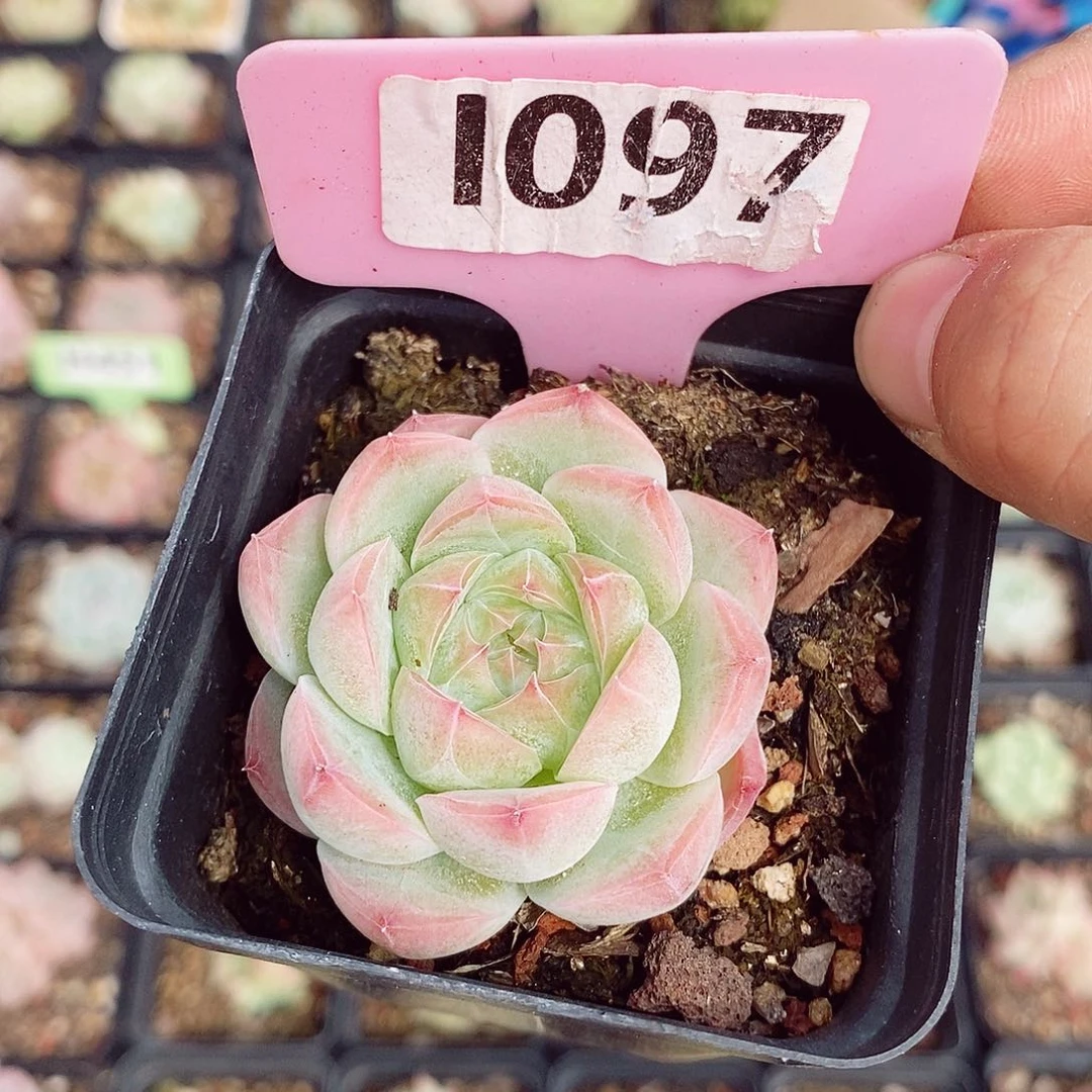 钻心5cm多肉植物