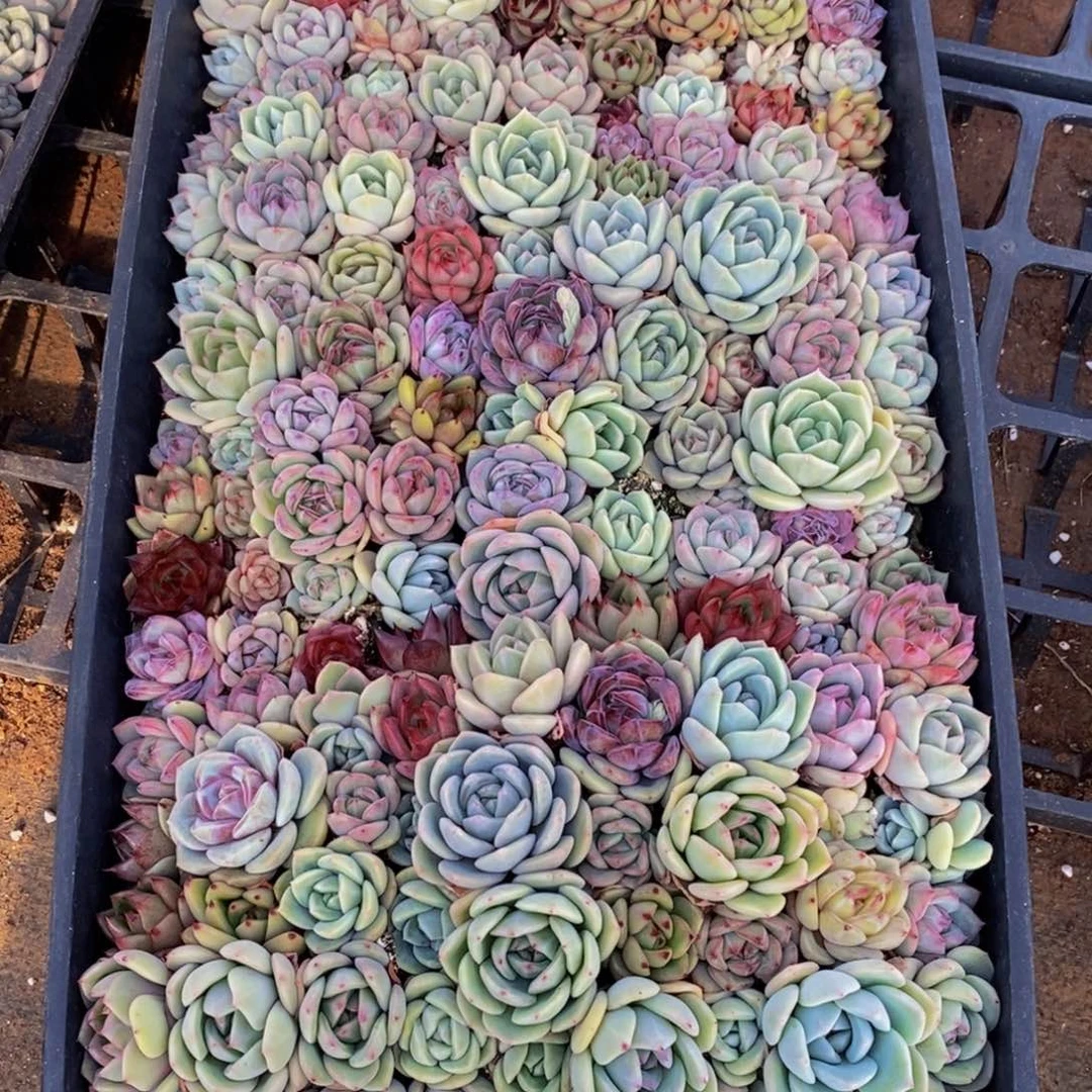 优***猬464的人生态度是一种