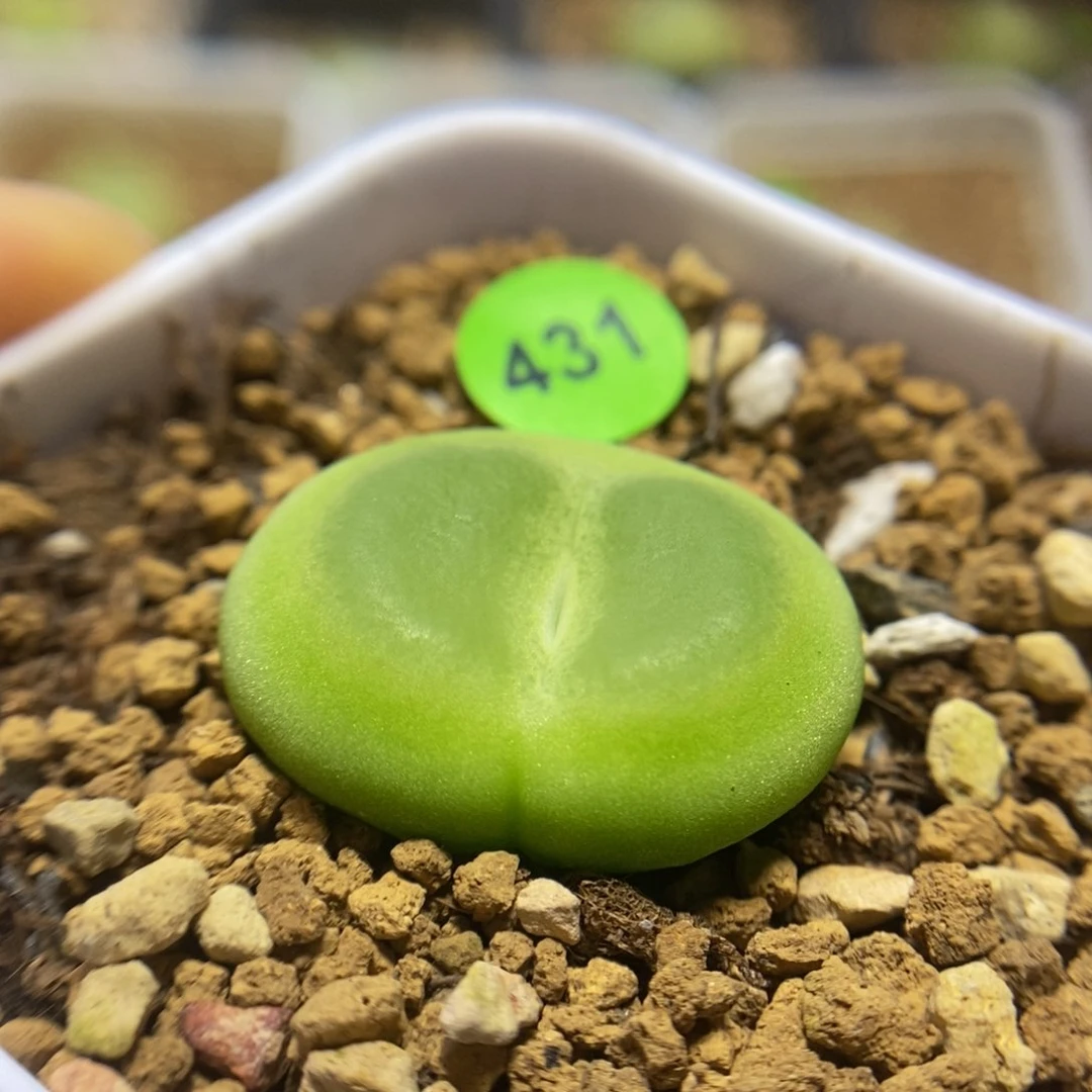 拉登2.3多肉脱土431