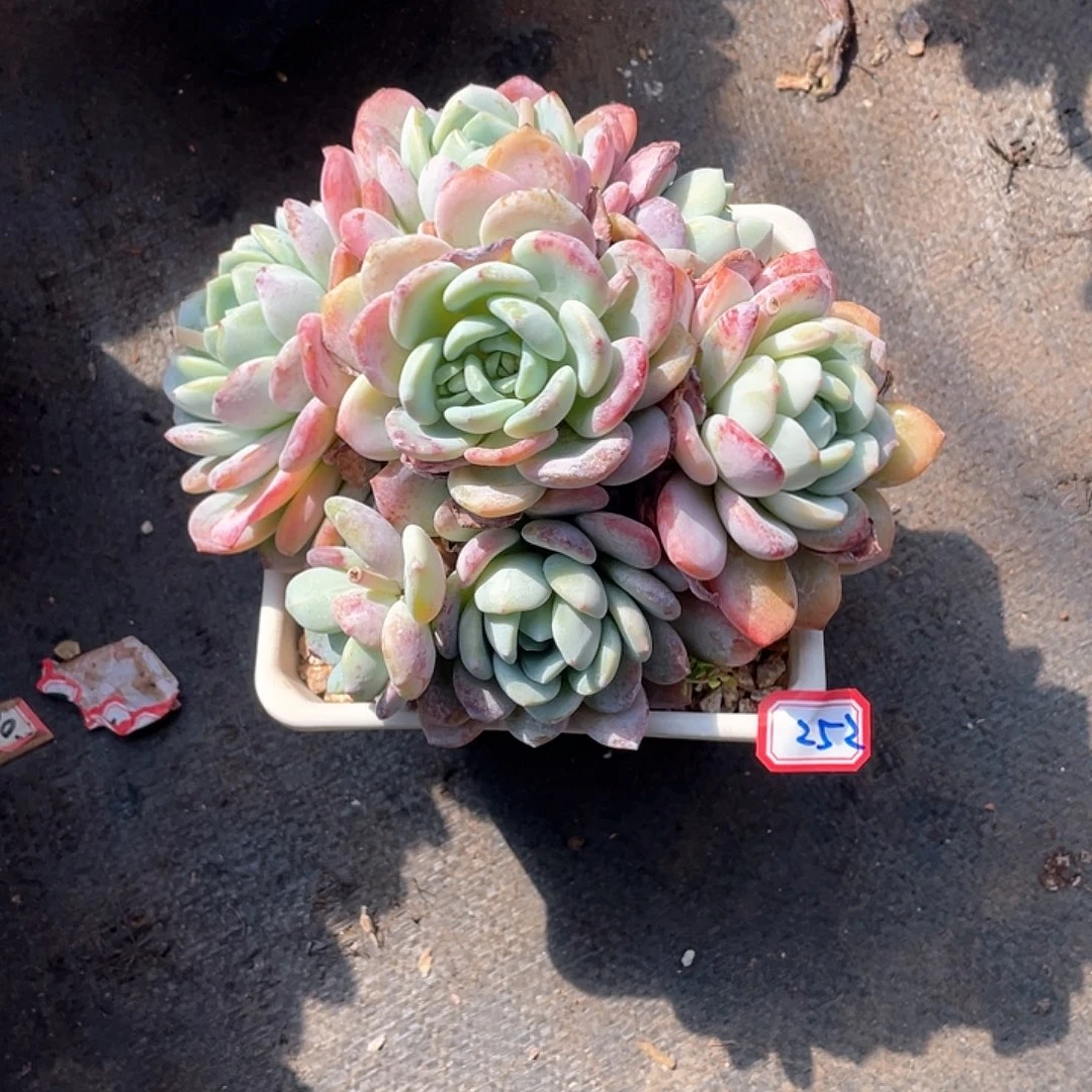 252冷香 一物一拍多肉