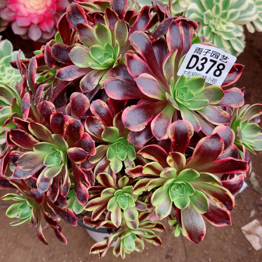 378欧佳丽雨子多肉植物