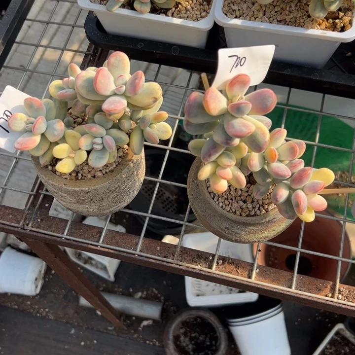 无花朵720号福娘锦两个无砍