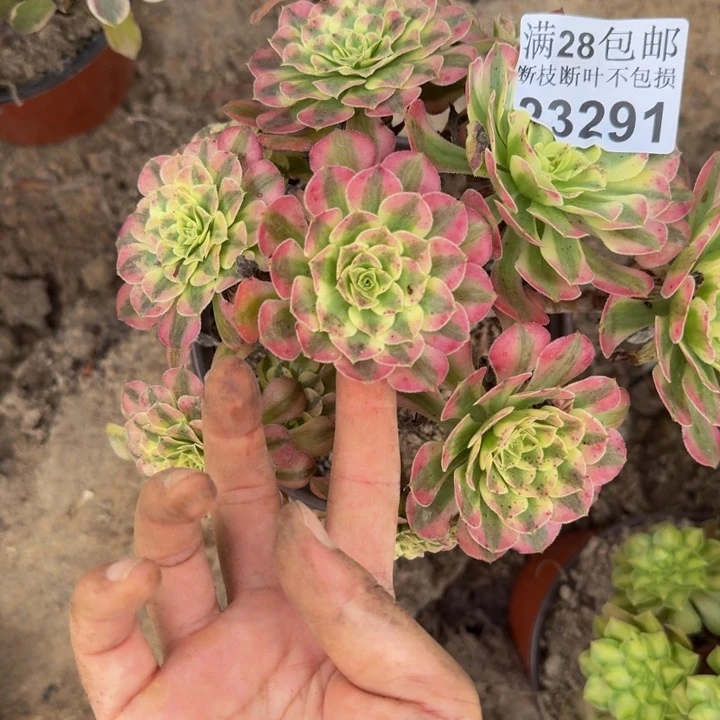 23291祝融多肉植物