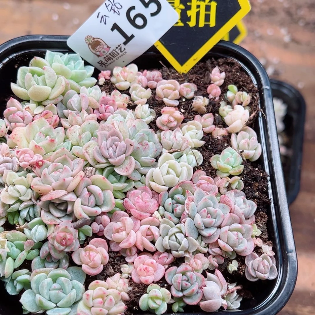 多肉植物多肉植物