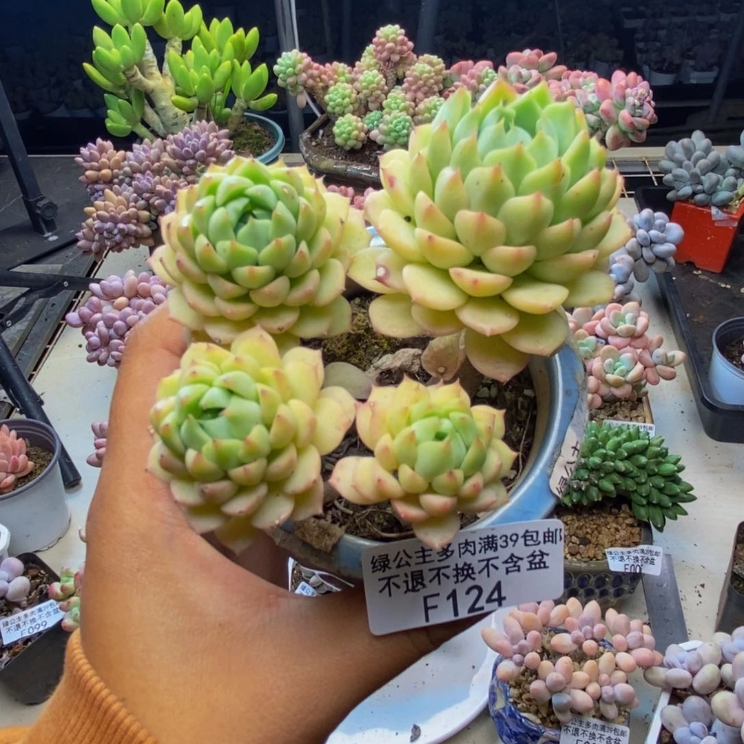 124玛咖娜多肉有砍