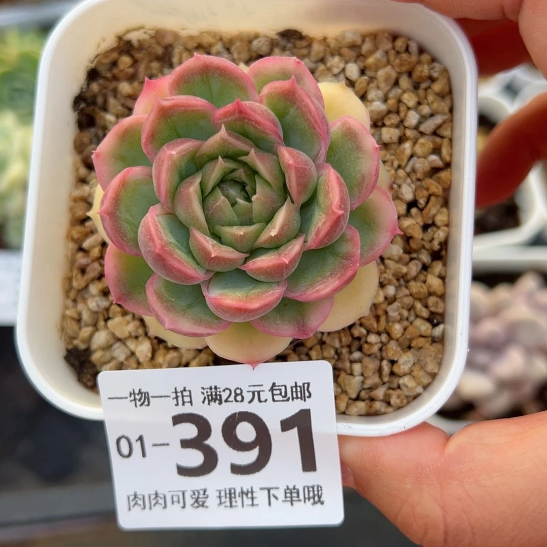 水晶虾饺多肉多肉多肉多肉多肉