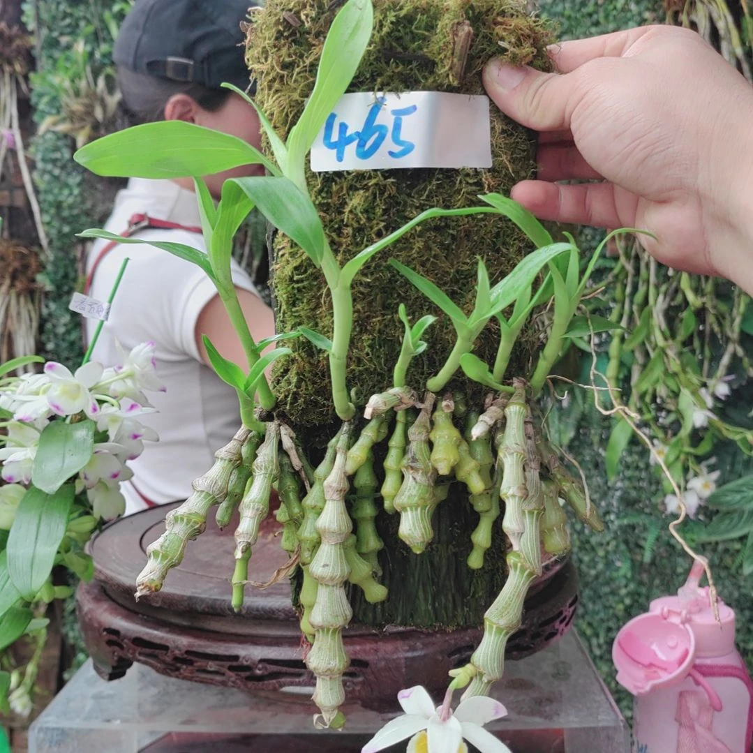 用****7465肿节花卉植物微景观