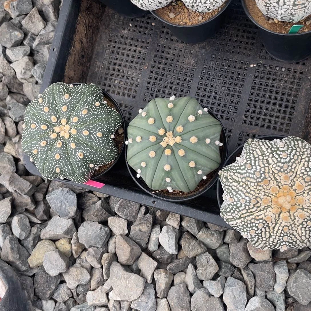 完全开放爱****叔特价6 170