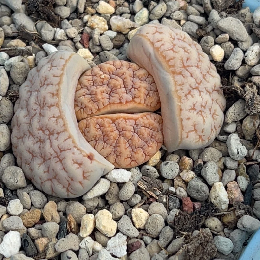 7134睫毛铁189一颗