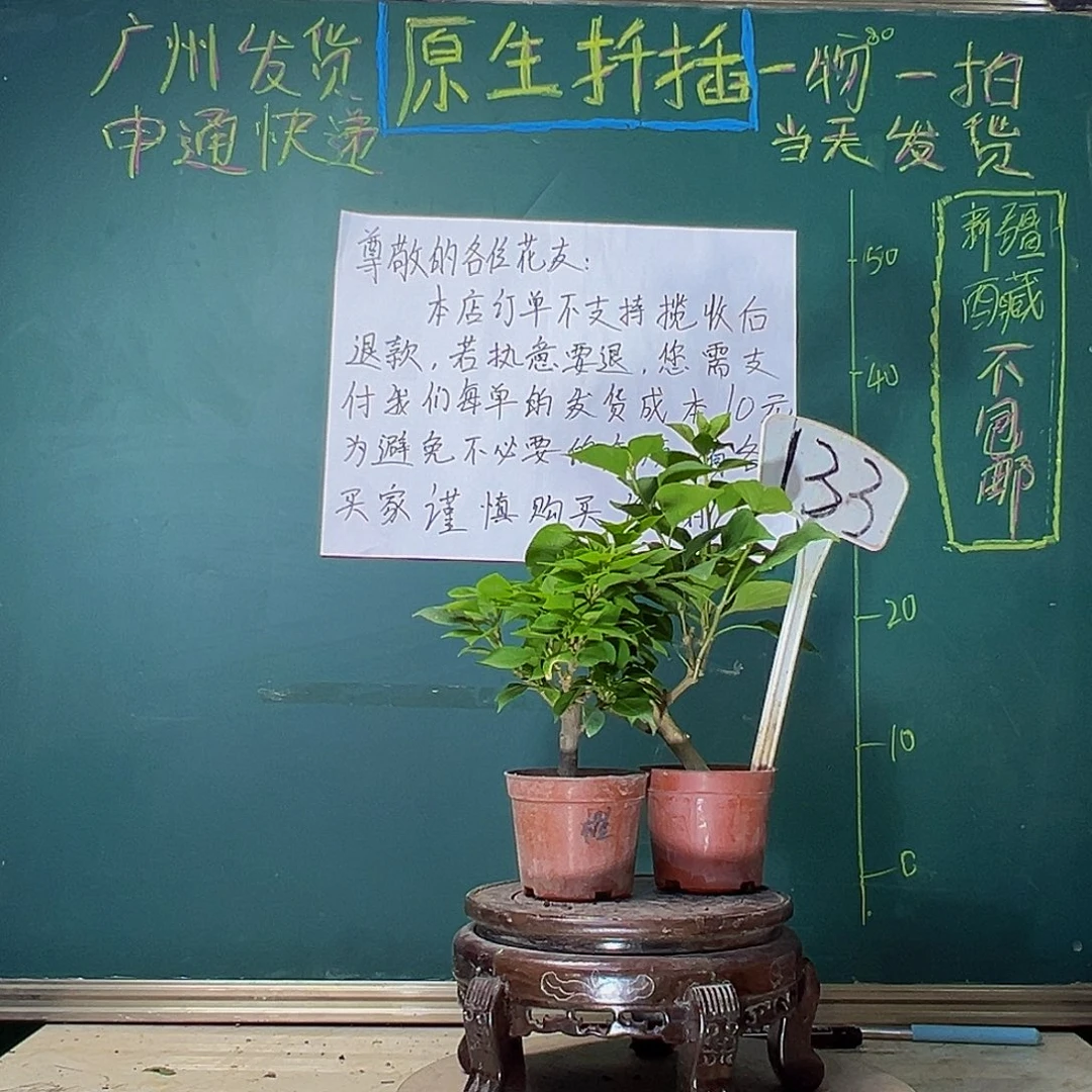 当前无花栽培后可以开花塔橙掌中宝 绿樱掌中宝133
