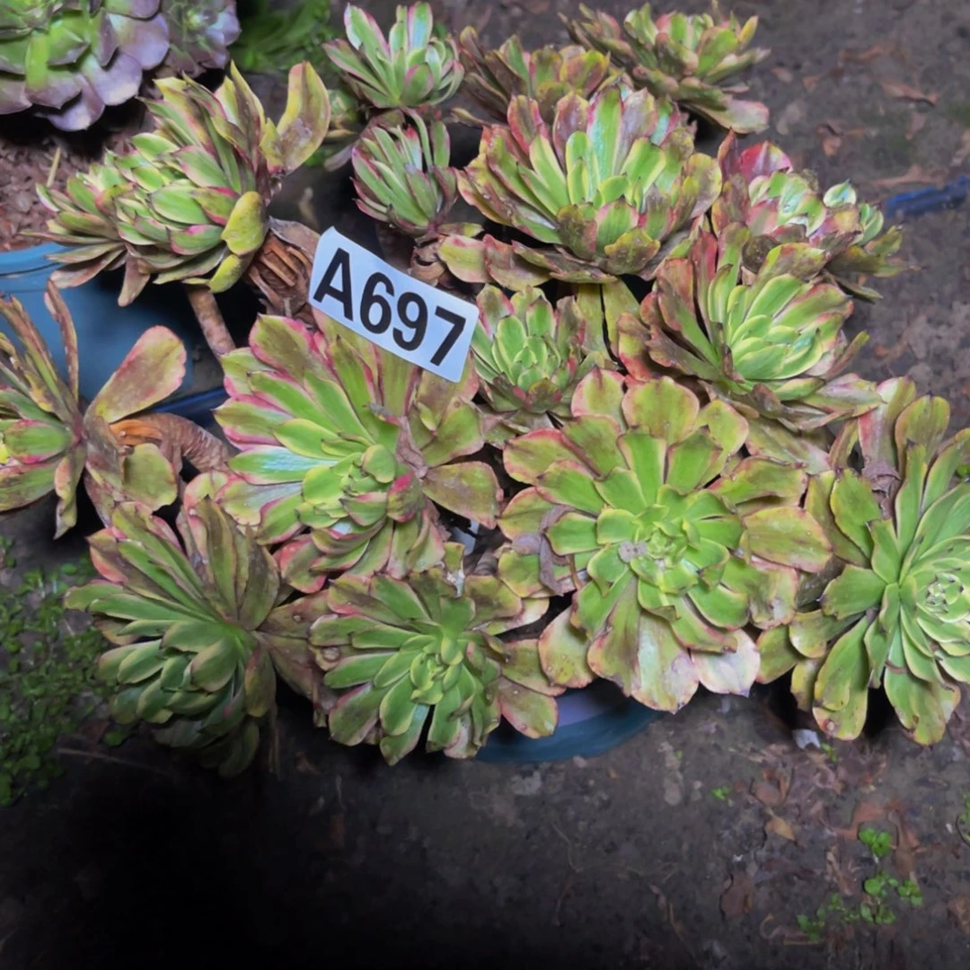 粉黛法师16///////29包邮