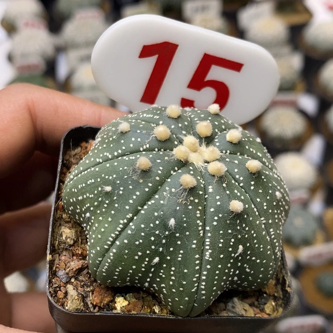 15福利特价来了打榜互