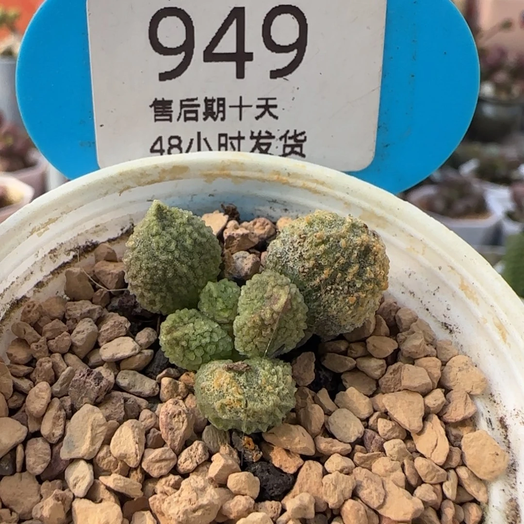 丸叶翠绿石。  949。