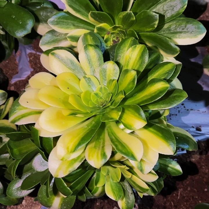 量拍五彩琉璃多肉植物处理不售后