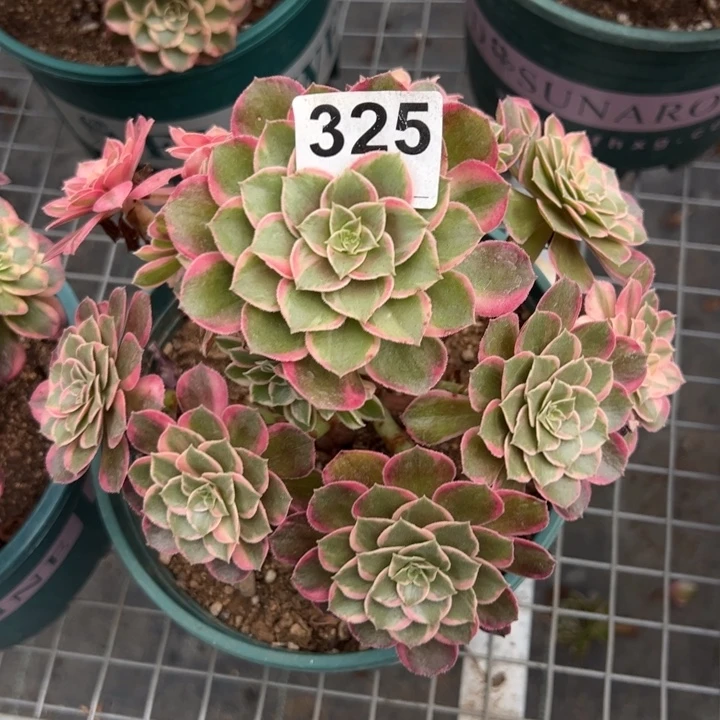325黑魔锦18厘米左右