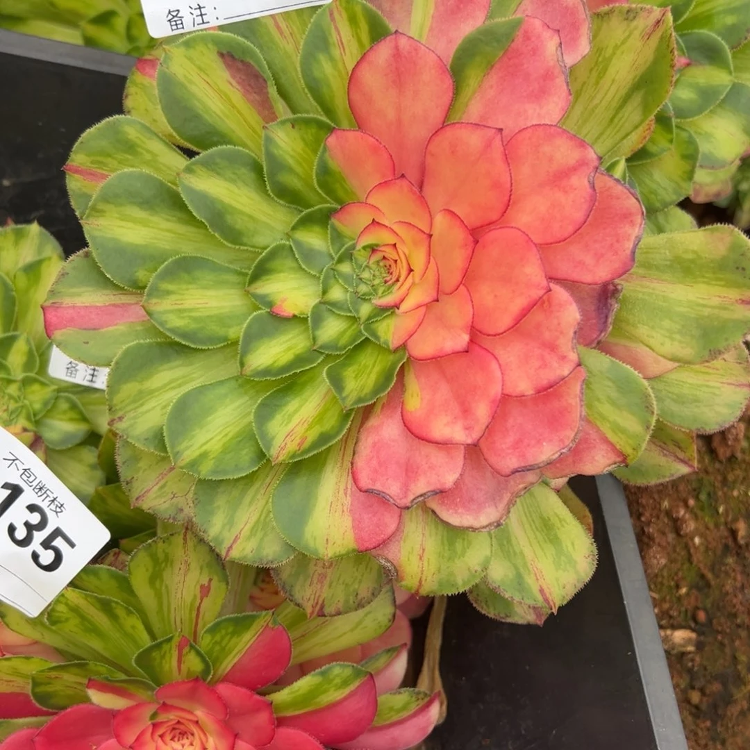 芊***肉精品多肉植物139