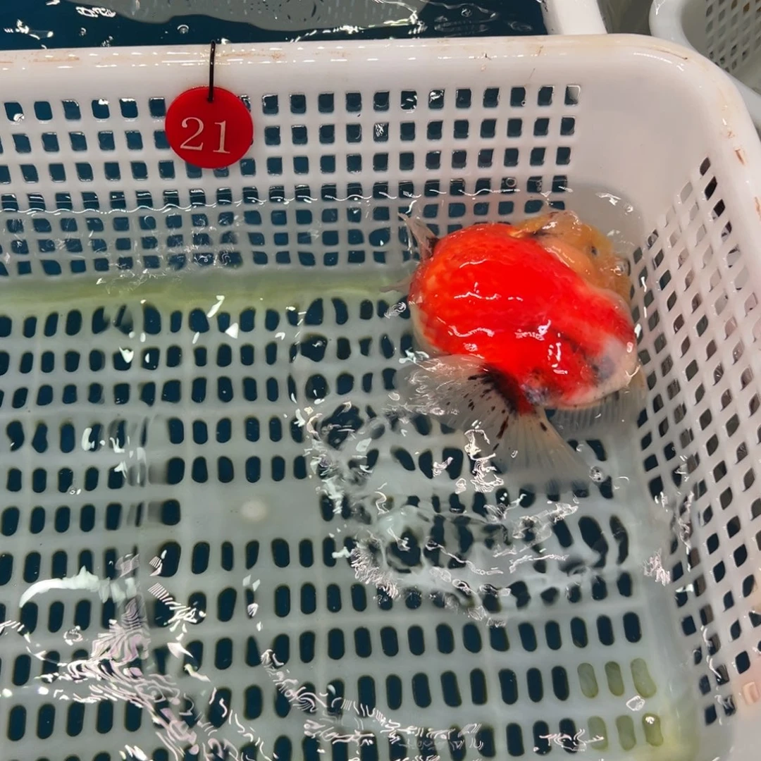 一***吖金鱼你好吗我好想你呀