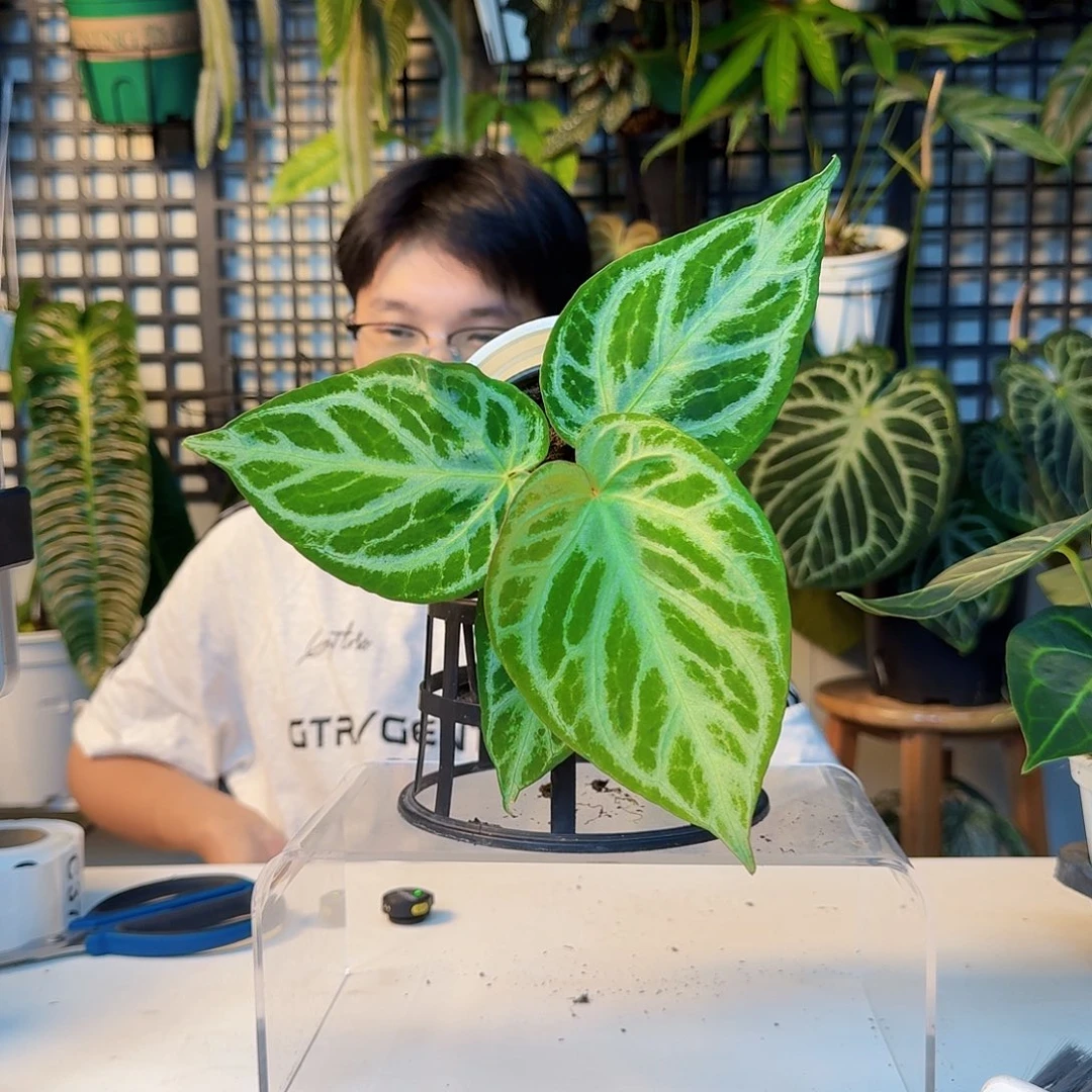 一***汐完全开放一物一拍C37