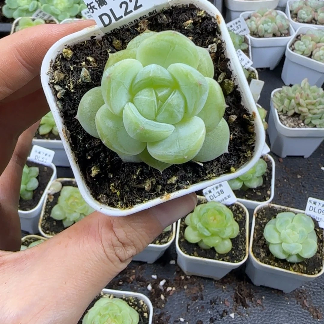 吱***吱22东篱下多肉植物哈哈哈哈