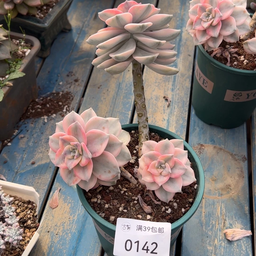 0142多肉植物老桩多肉