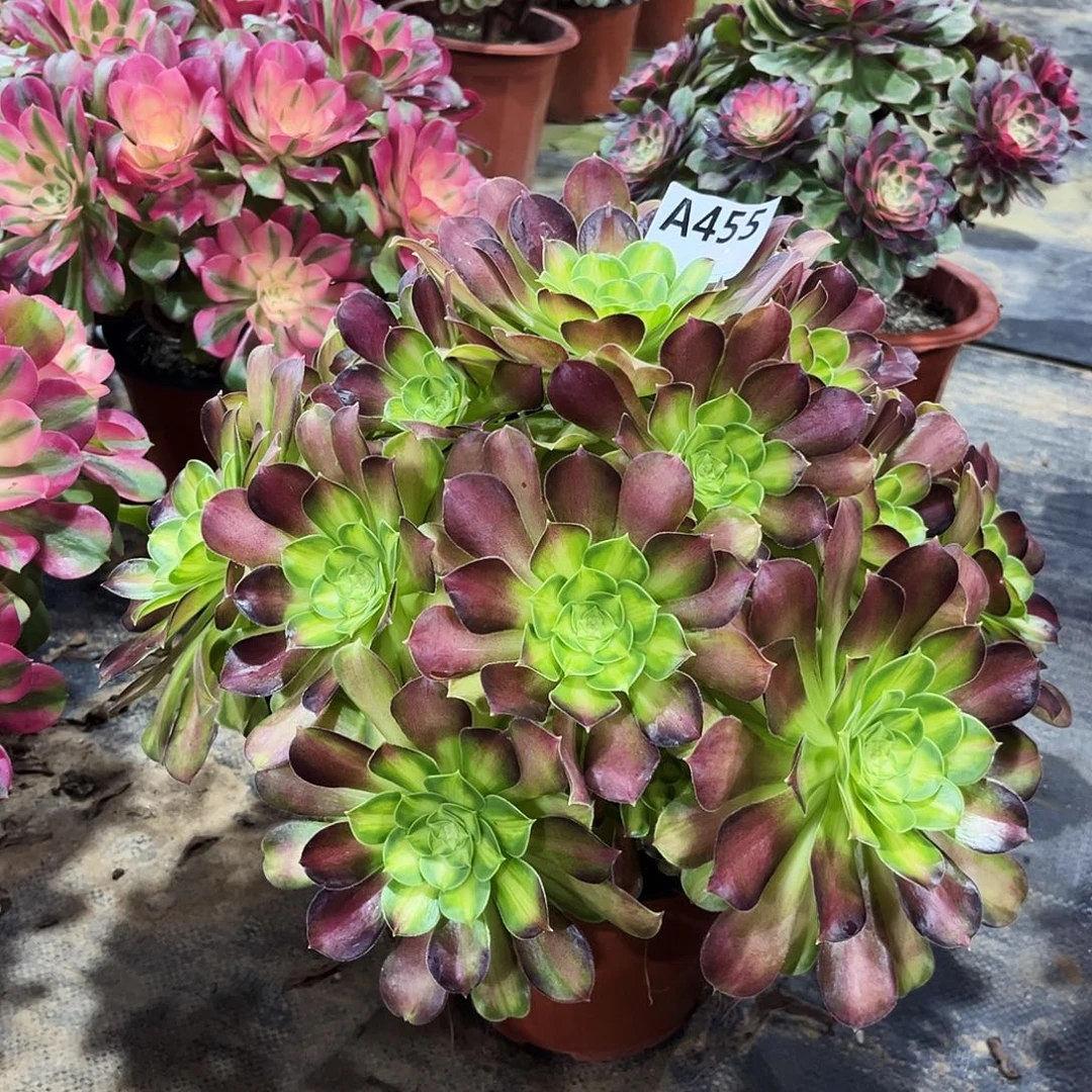 多肉植物韶华455多肉