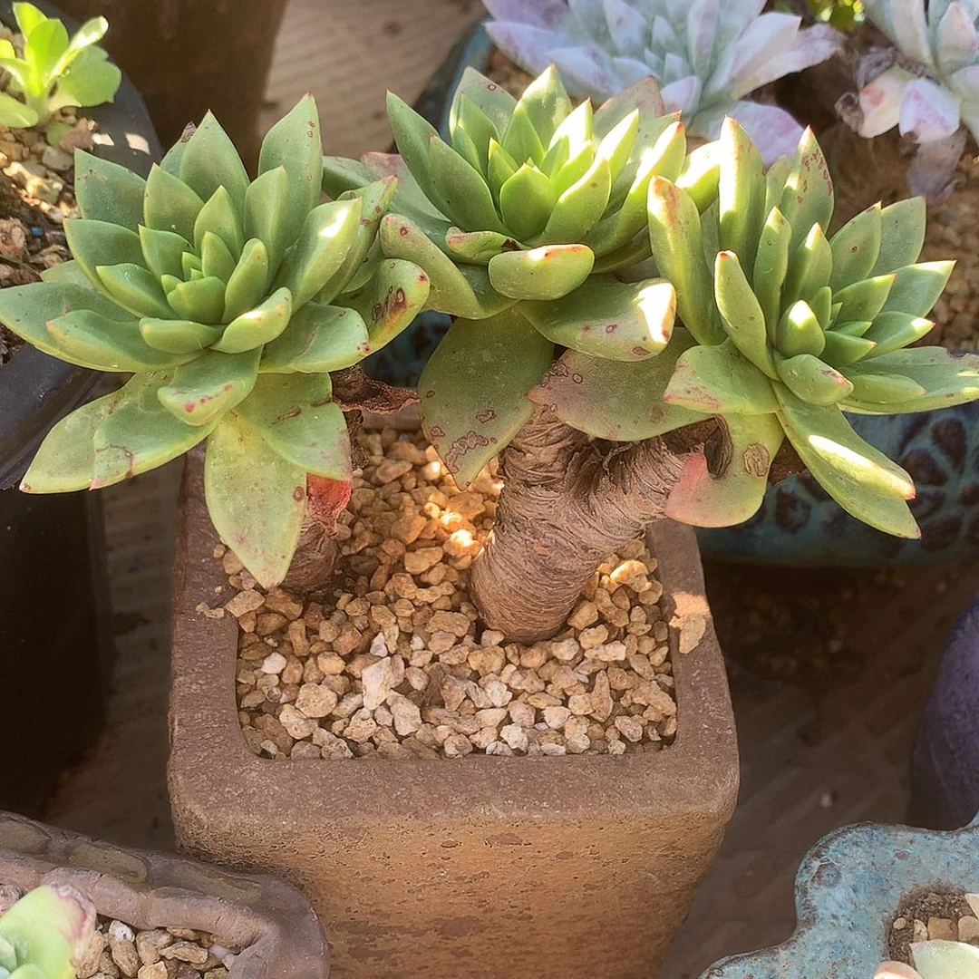 6129青钢苹果叶仙女杯多肉