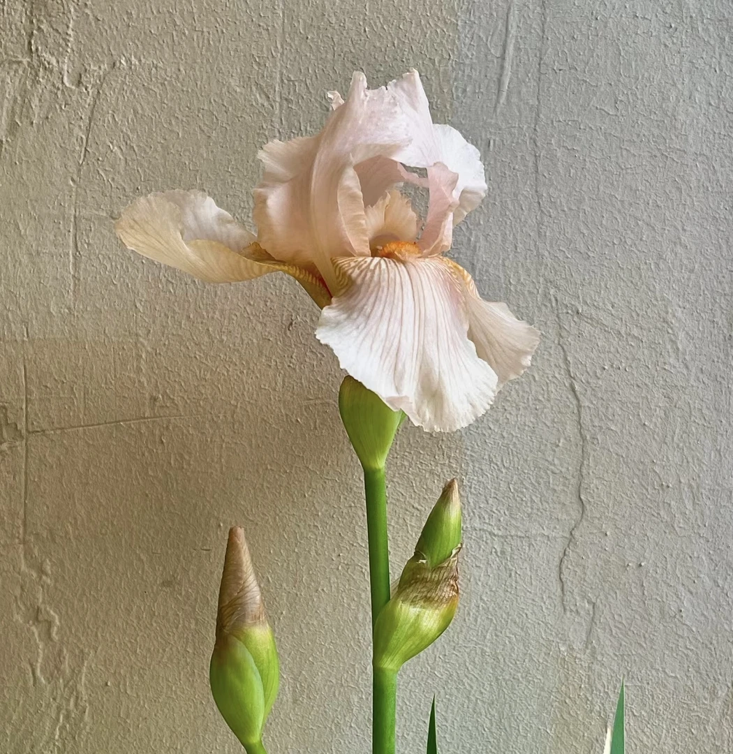 【拾花拾木】德国鸢尾花云南鲜花