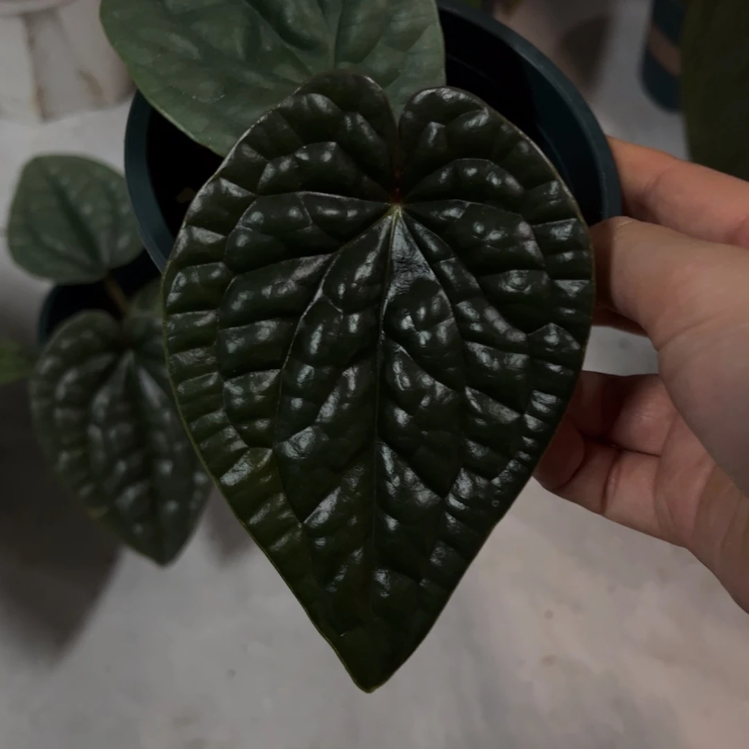 无花朵三动态效果（3355）