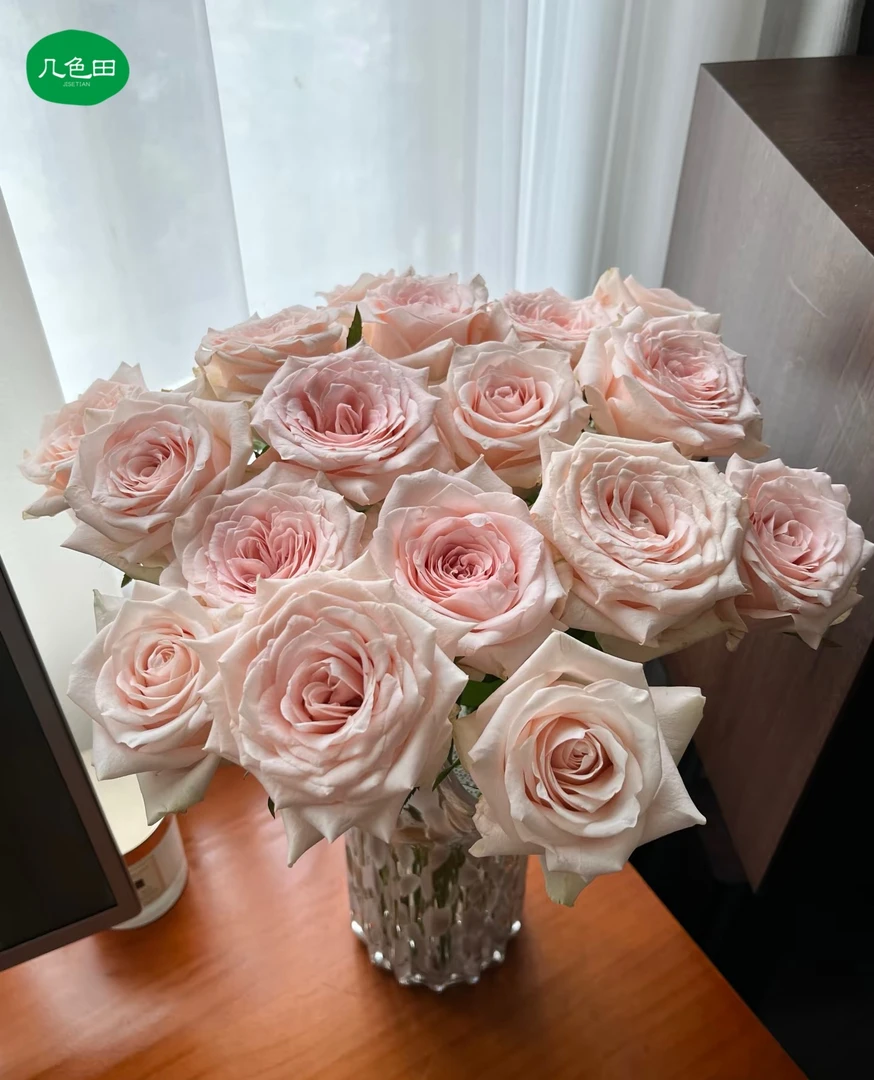 双鱼座—单头玫瑰云南直发鲜花