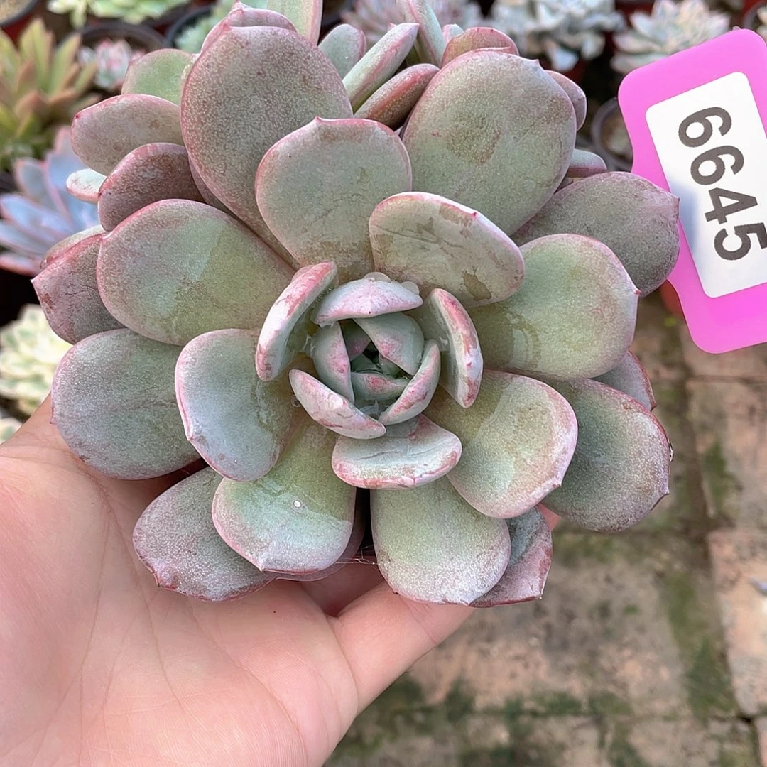 君***阁6645号多肉丸布丁面膜