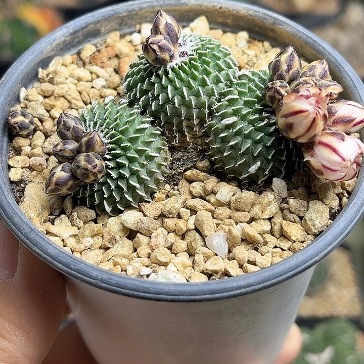 四*自根刺缀精巧殿一颗5.8公分