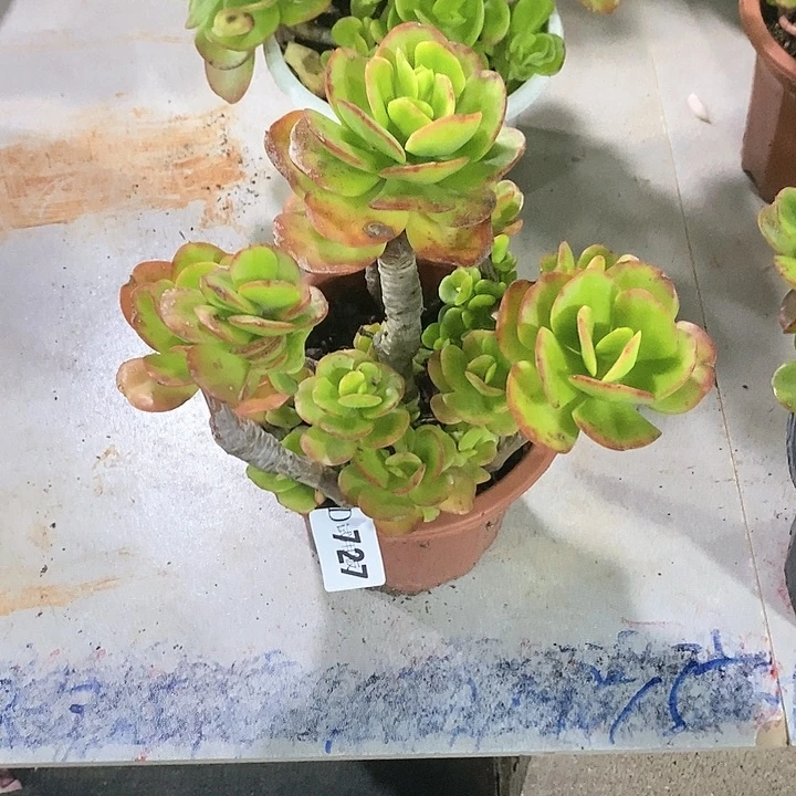 华*727红梅多肉植物