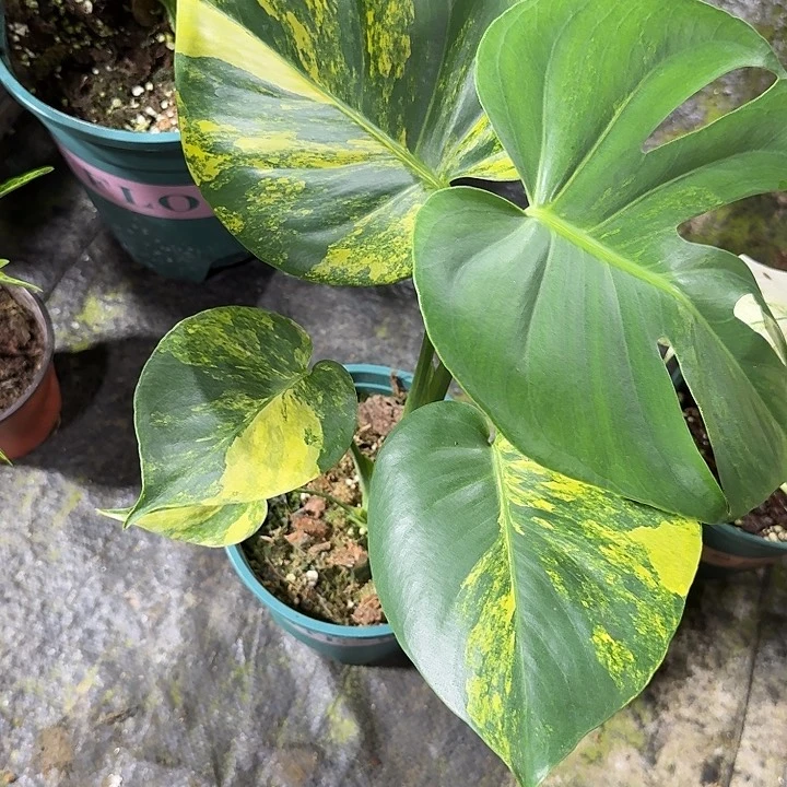 战**”相当好的短黄龟背竹