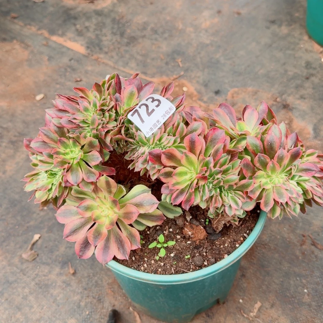 723洛神缀化多肉植物满28包邮