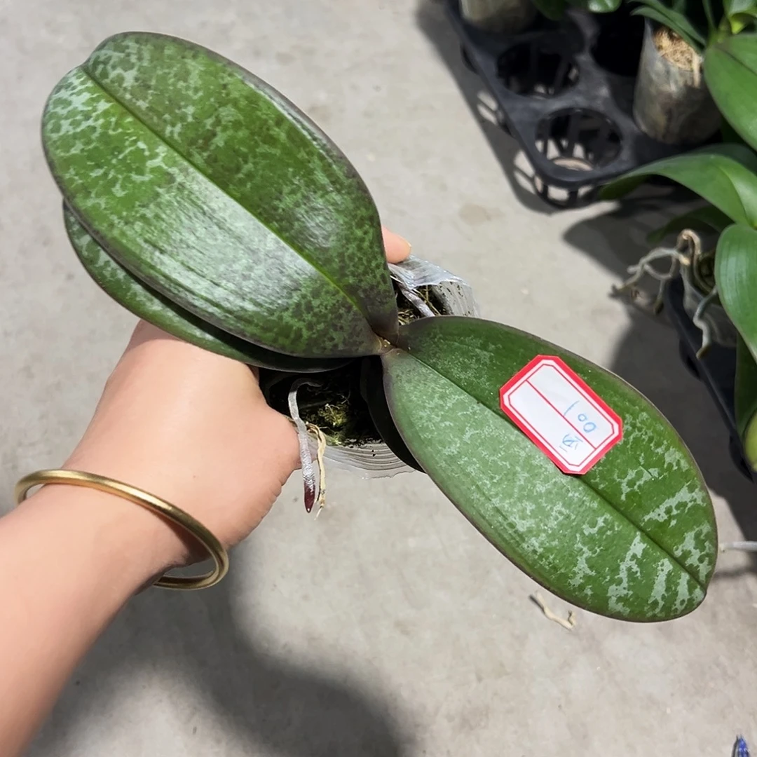 当前无花栽培后可以开花2.8寸西蕾丽001号