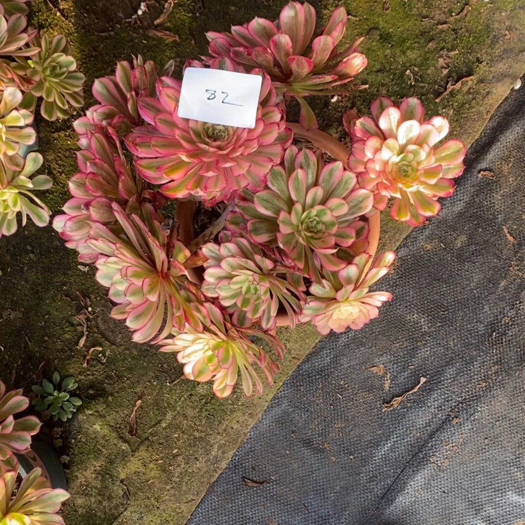 82号白月光1颗多肉