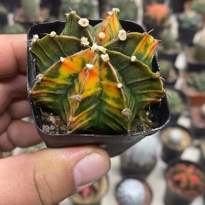 实生肋骨锦特价福利