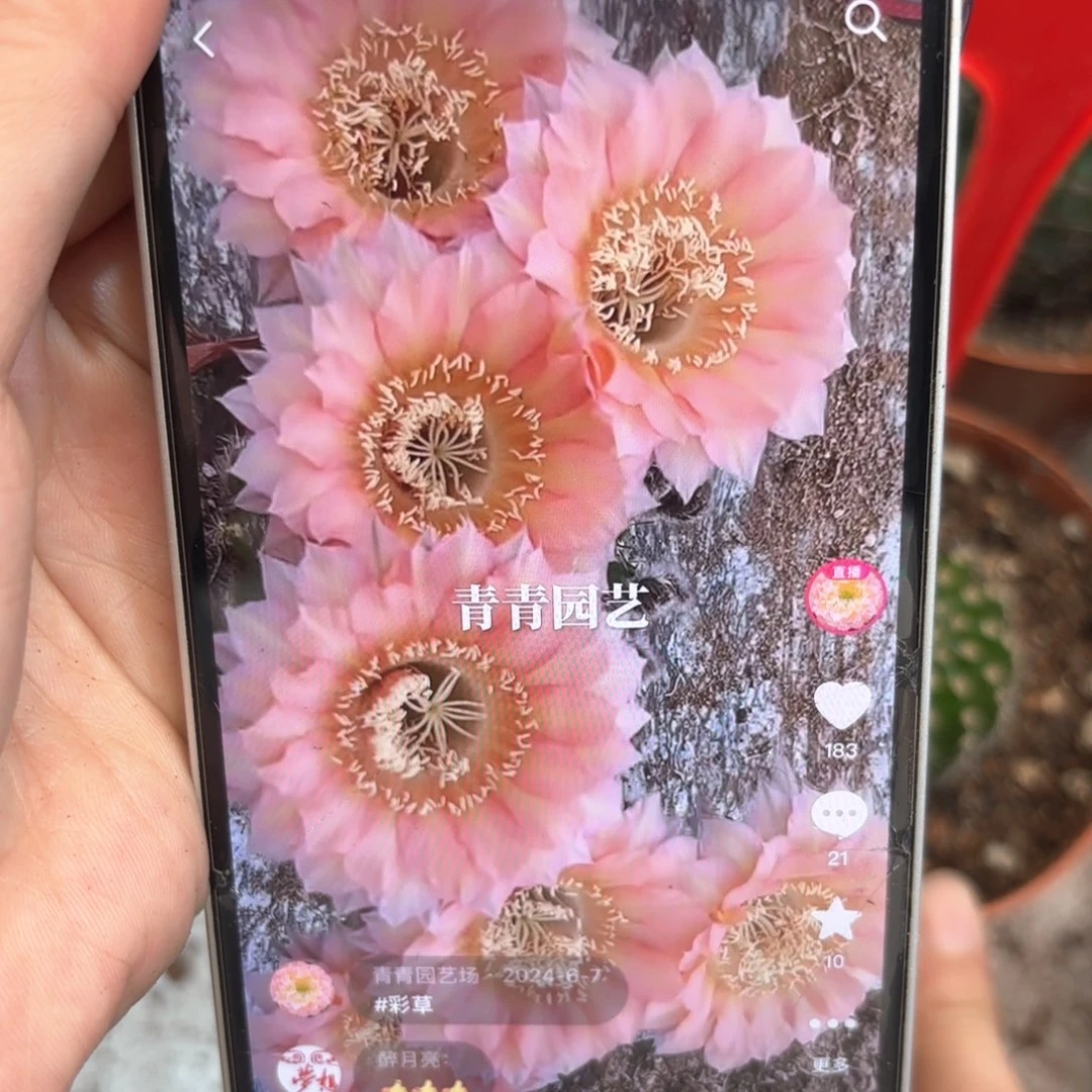 彩草1-7号4.公分左右