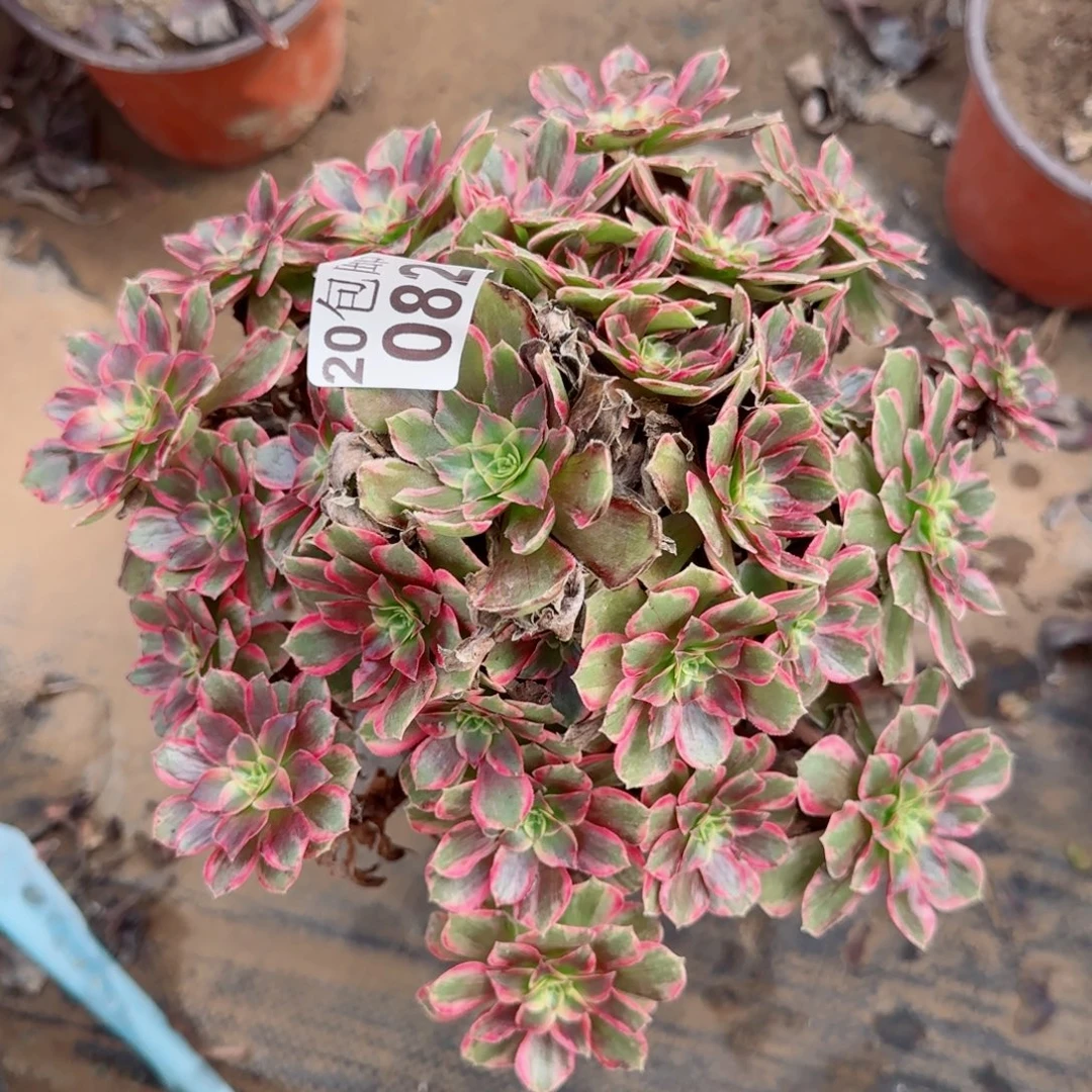 安娜082满20包邮断枝不包